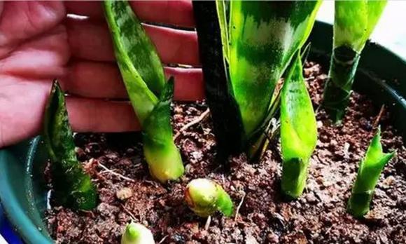 cây lưỡi hổ, tuổi nào hợp trồng cây lưỡi hổ