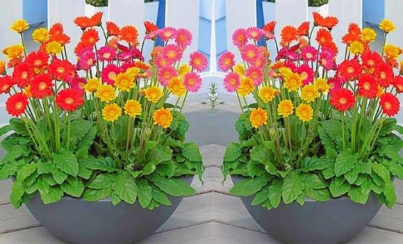 mẹo vặt, cách trồng hoa tết