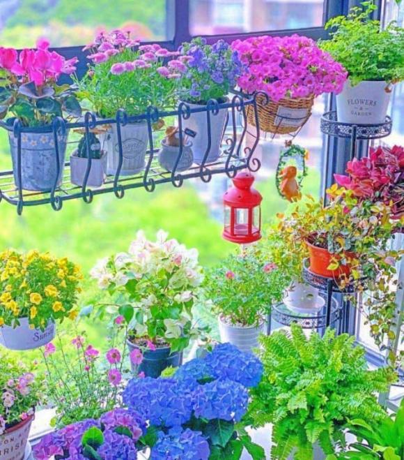 mẹo vặt, cách trồng hoa tết