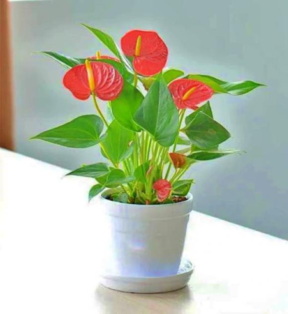 người mệnh Hỏa, cây cảnh hợp người mệnh Hỏa
