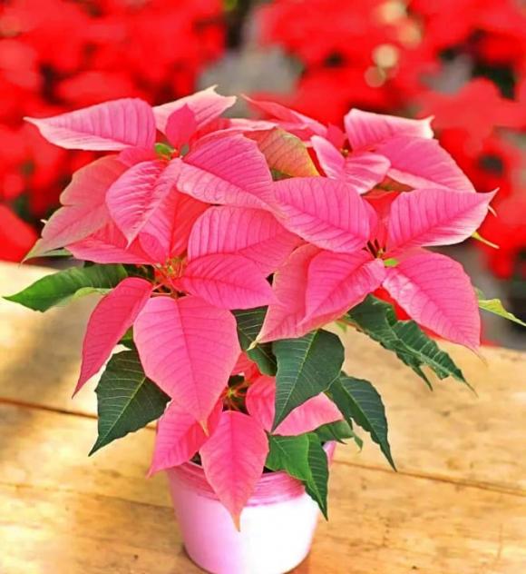 người mệnh Hỏa, cây cảnh hợp người mệnh Hỏa