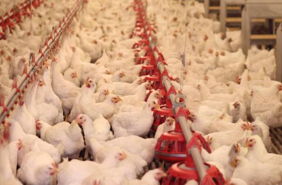 chân gà, nguồn gốc chân gà ở chợ, cách chế biến chân gà
