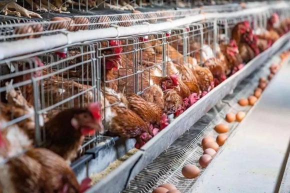 chân gà, nguồn gốc chân gà ở chợ, cách chế biến chân gà