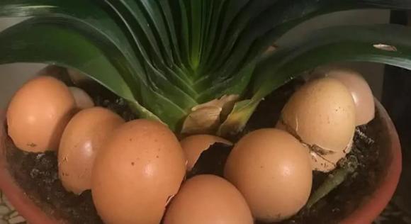 chăm sóc cây, bón phân