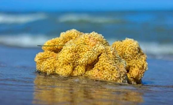 sống thọ, sinh vật sống lâu trăm tuổi, sinh vật bất tử