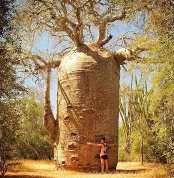 cây Baobab