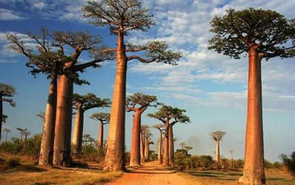 cây Baobab