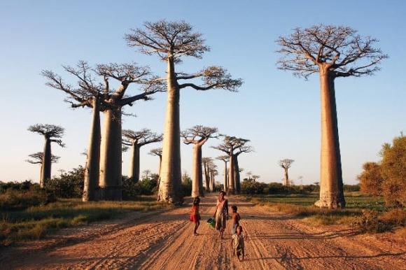 cây Baobab