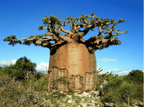 cây Baobab