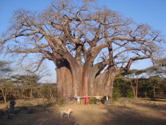 cây Baobab