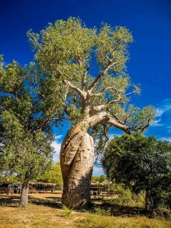 cây Baobab