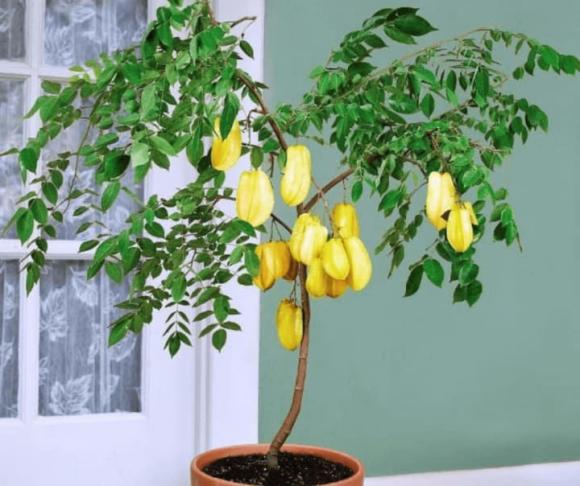 Phong thuỷ cây khế