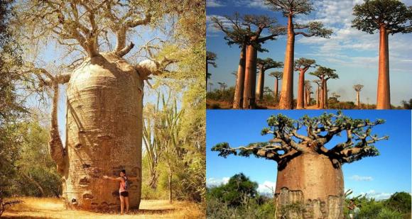 cây Baobab