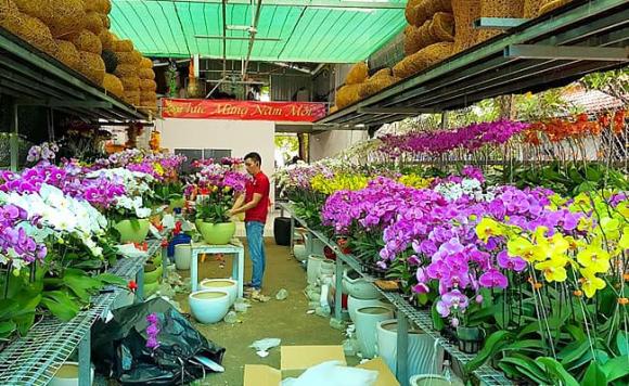cách phân biệt hoa lan hồ điệp, lan hồ điệp, cách nhận biết lan hồ điệp Trung Quốc