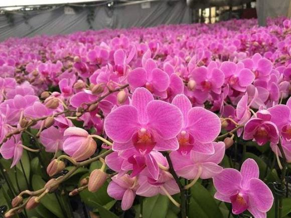 chọn hoa lan hồ điệp đẹp, hoa lan, lan hồ điệp chơi tết