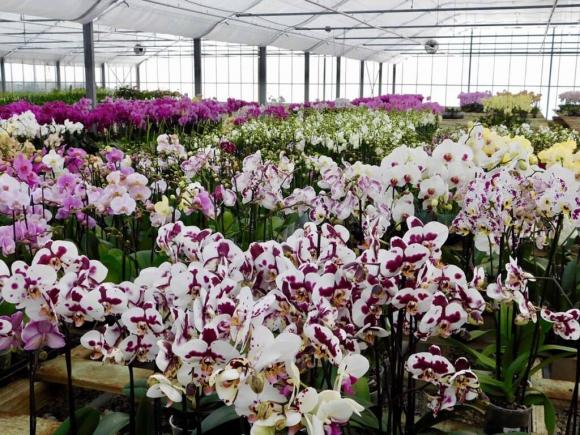 chọn hoa lan hồ điệp đẹp, hoa lan, lan hồ điệp chơi tết
