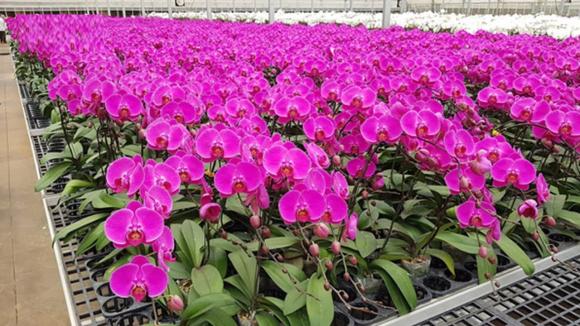 cách phân biệt hoa lan hồ điệp, lan hồ điệp, cách nhận biết lan hồ điệp Trung Quốc