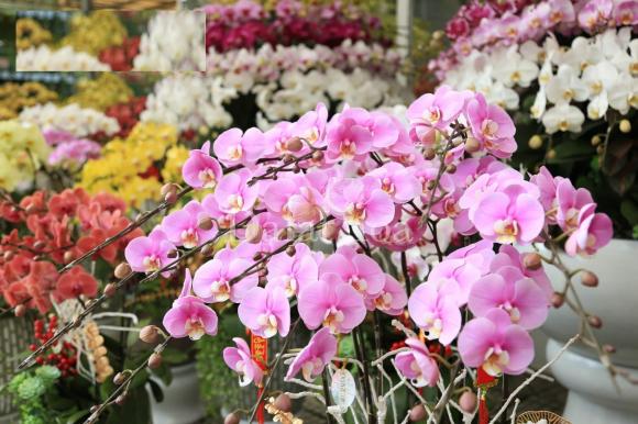 cách phân biệt hoa lan hồ điệp, lan hồ điệp, cách nhận biết lan hồ điệp Trung Quốc