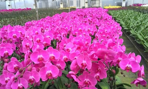 chọn hoa lan hồ điệp đẹp, hoa lan, lan hồ điệp chơi tết