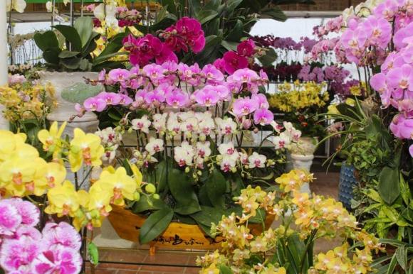 cách phân biệt hoa lan hồ điệp, lan hồ điệp, cách nhận biết lan hồ điệp Trung Quốc