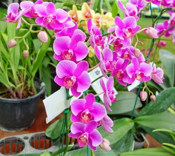 chọn hoa lan hồ điệp đẹp, hoa lan, lan hồ điệp chơi tết