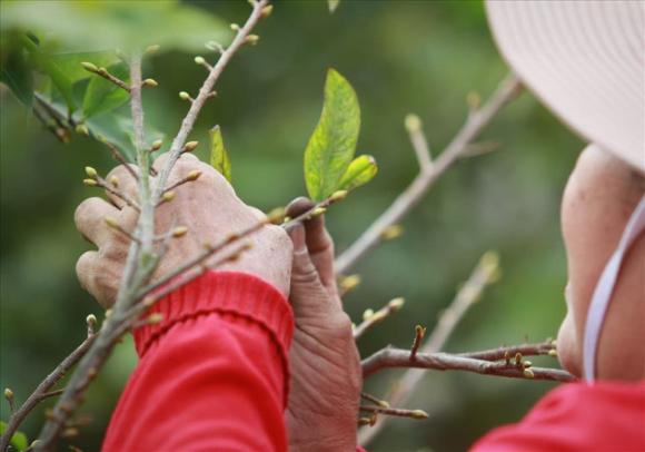 hoa mai, vặt lá mai, kiến thức 