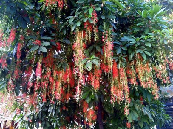 cây lộc vừng, cây phong thủy
