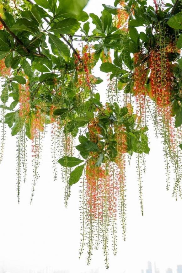 cây lộc vừng, cây phong thủy