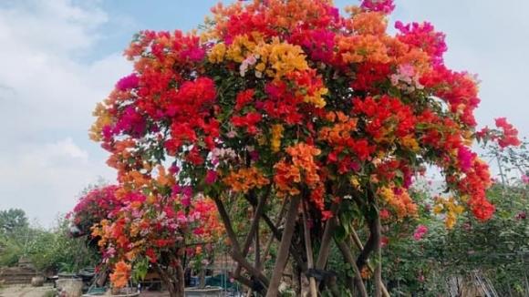 hoa giấy