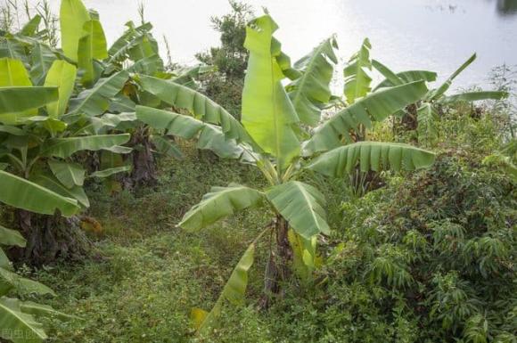 cây chuối, 