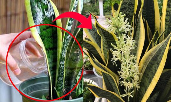 cây lưỡi hổ, tuổi nào hợp trồng cây lưỡi hổ