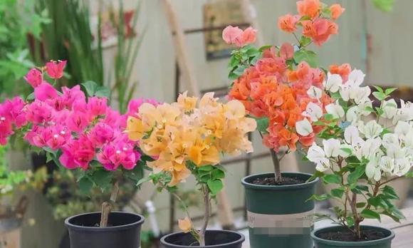 hoa giấy, trồng hoa giấy, kiến thức 