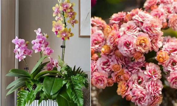 nước vo gạo, tưới cây, chăm sóc cây