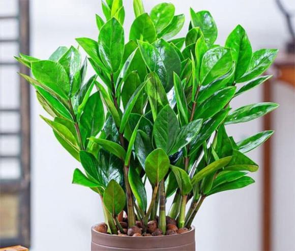 cây kim tiền, cây trồng, cây cảnh