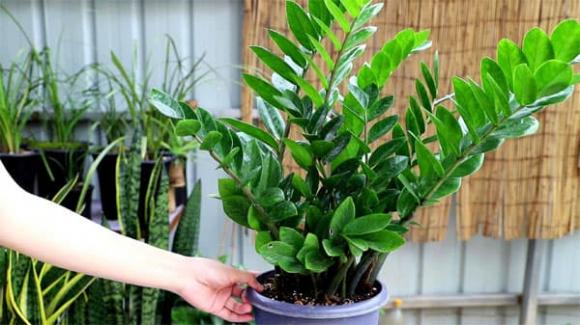 cây kim tiền, cây trồng, cây cảnh