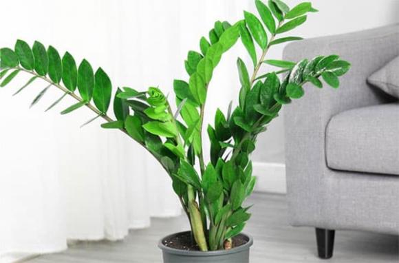 cây kim tiền, cây trồng, cây cảnh