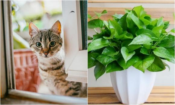 quà tặng sếp dịp Tết, cách chọn quà Tết tặng sếp