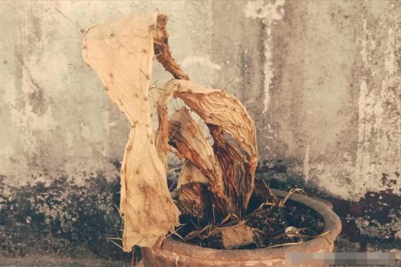 nắm mới, vứt bỏ