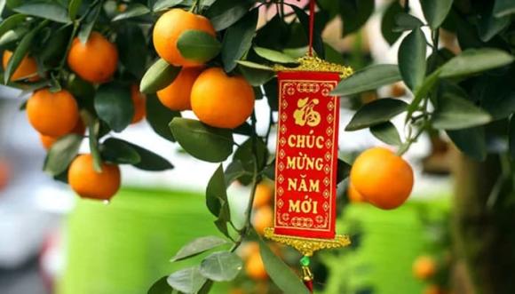 Tết Ất Tỵ 2025, cây cảnh tết