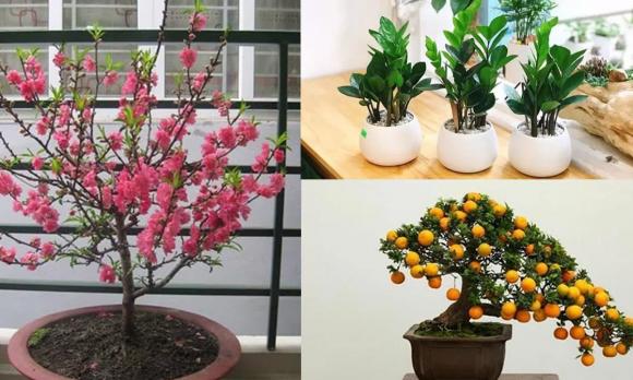 Cây cảnh, hoa cảnh, phong thủy cây cảnh