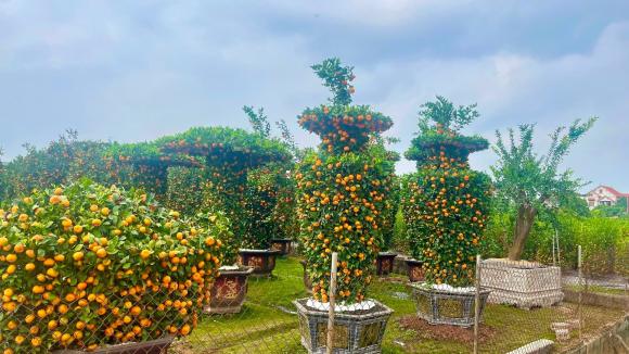 quất tết, trồng quất tết, kiến thức 