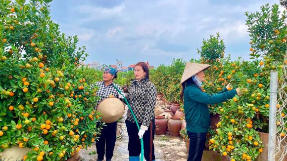 quất tết, trồng quất tết, kiến thức 