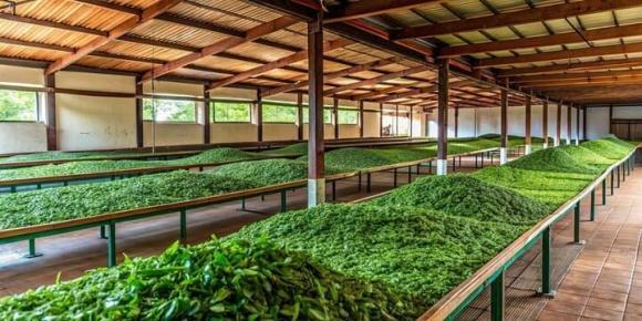Vàng xanh của việt nam, xuất khẩu chè