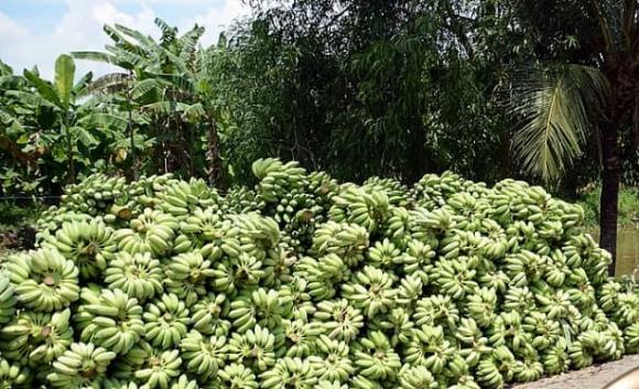 trồng chuối, trồng chuối nhiều nhất, kiến thức 