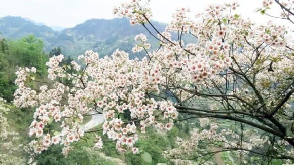 Cây trẩu trơn