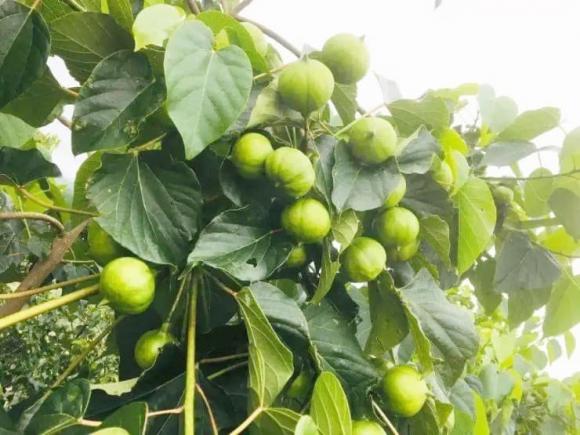 Cây trẩu trơn