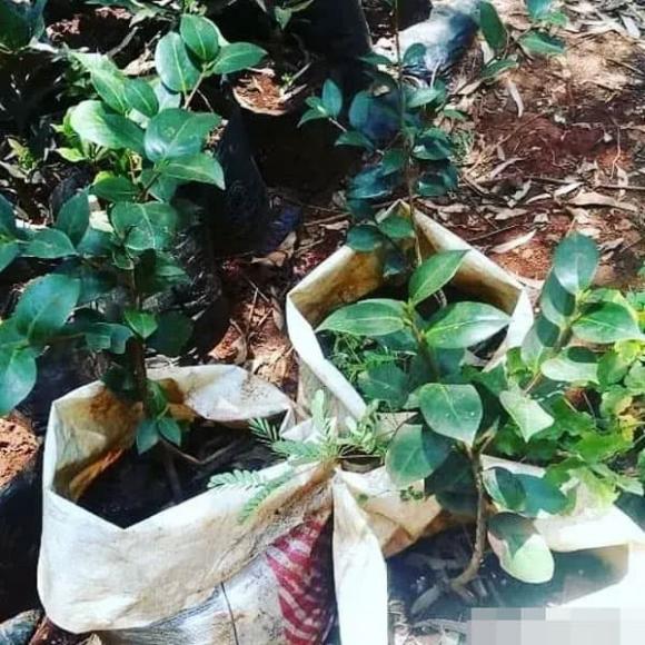 hoa trà, cây cảnh, trồng hoa
