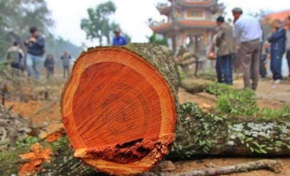Gỗ quý, gỗ đàn hương, gỗ quý hiếm