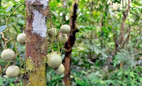 Cây nguy hiểm nhất thế giới, cây không thể chạm vào, chặt hay đốt, Hippomane mancinella