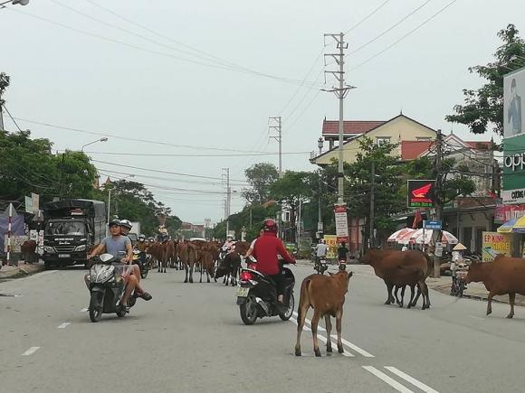 Gây tai nạn giao thông do động vật cản đường, vi phạm luật giao thông